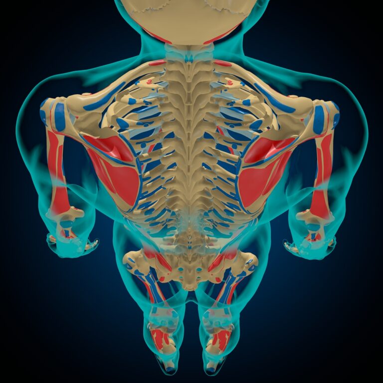 Muscle Origin and Insertion